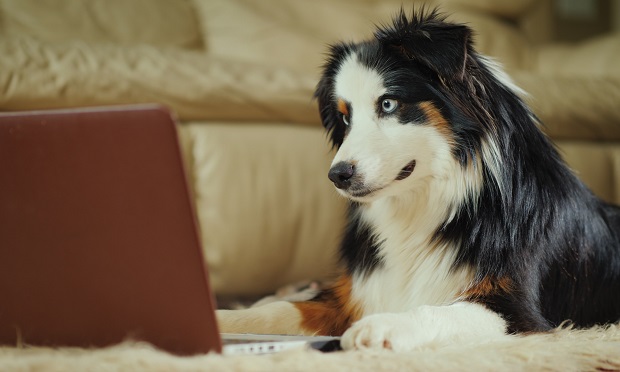 Dog looking at laptop screen