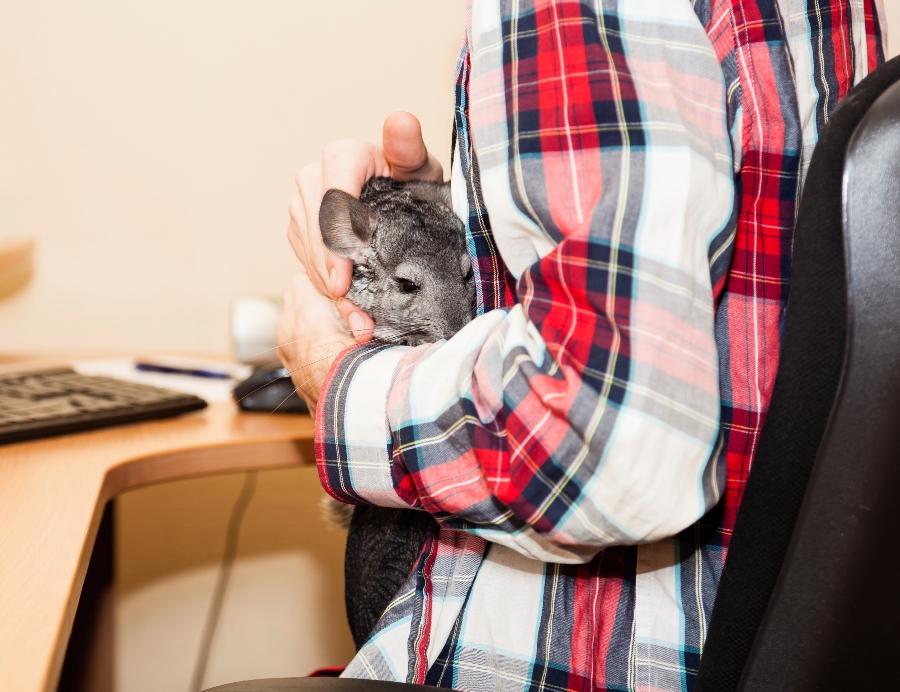 Employee with chinchilla (photo: Getty)