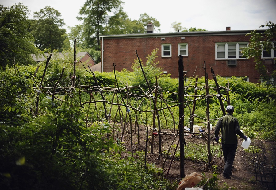In this Thursday, June 4, 2015 photo, Wang Nairu carries water to a garden, in New Haven, Conn. The once-vacant city block, on the northern edge of Yale University’s campus, where his daughter is a postdoctoral student, has been transformed into a garden of vegetables and spices, tended carefully by a community of grandparents from China. (AP Photo/Jessica Hill)