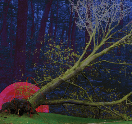 Missing forest for the trees
