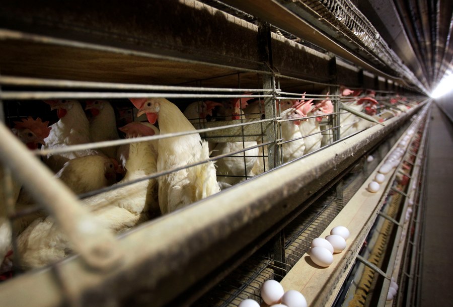 Chickens at a poultry farm