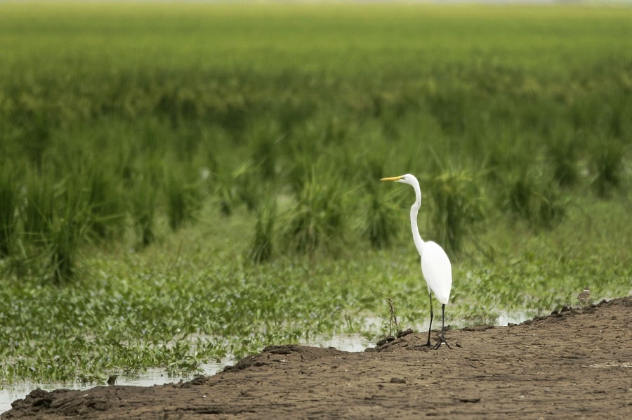 An egret walks near a Tucker, Ark., rice field Tuesday, Aug. 14, 2012. The rice harvest began in early August in parts of the state. (AP Photo/Danny Johnston)