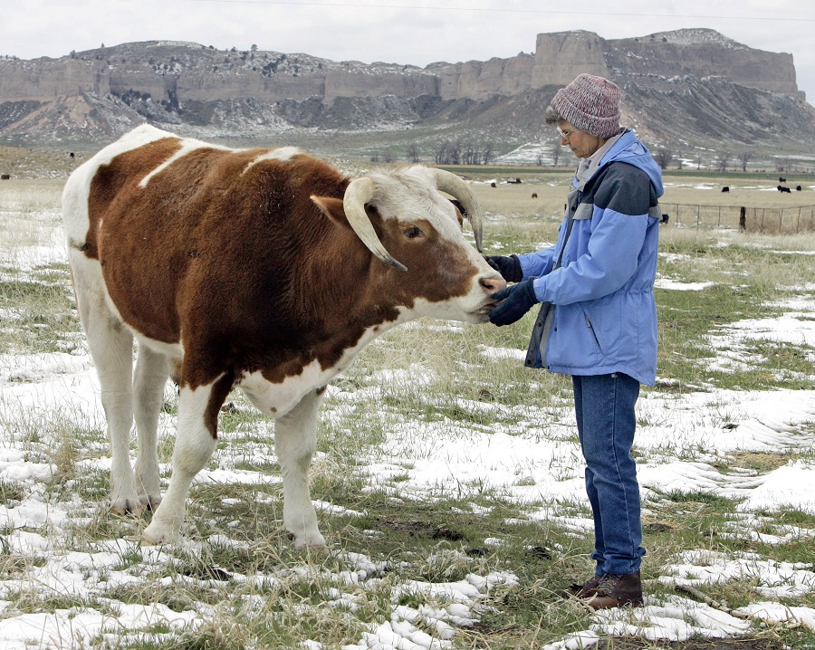 At the Flying Bee Beefmaster Ranch in Bayard, Neb. (Photo: AP)