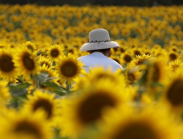 In Kansas the cost of living is low, and the beauty of a field of sunflowers near Lawrence beckons artists and photographers. (Photo: AP)