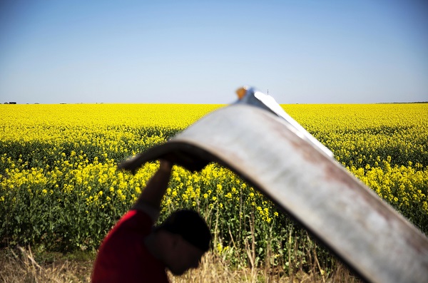 The cost of living is lower in Kentucky, where fields of canola bloom near Oak Grove, as a man looks under a car hood in a salvage yard. (Photo: AP)