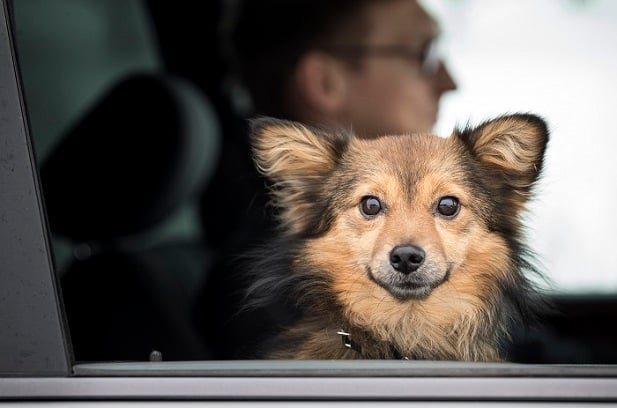 dog looking out car window