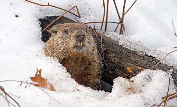 Groundhog