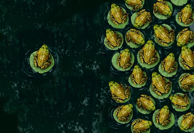 single frog in a pond facing multiple frogs