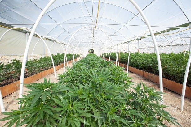 large commercial greenhouse growing marijuana plants