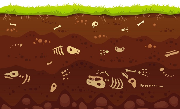 Animal skeletons buried underground
