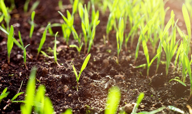 Grass Sprouting