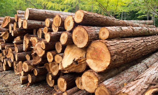 01_Trees_Logs_Forrest_MI