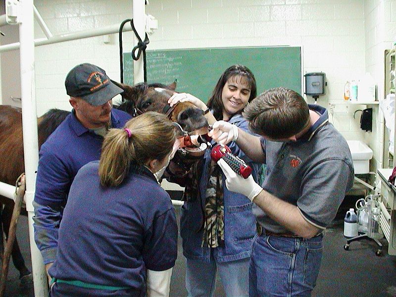 800px-Vet_Students_Clinical_Training_2006-08
