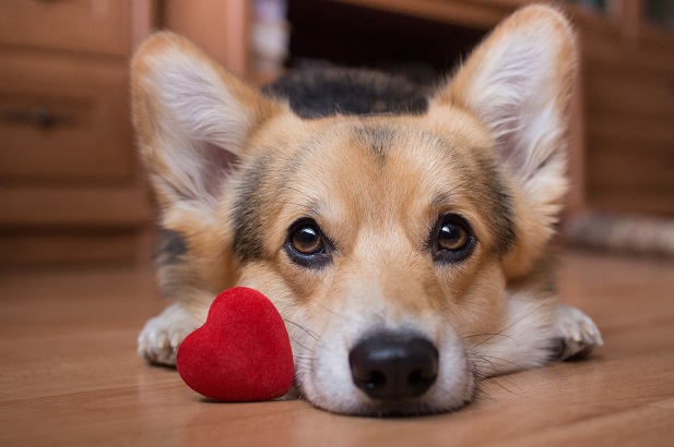 corgi lying down with a toy heart by its nose