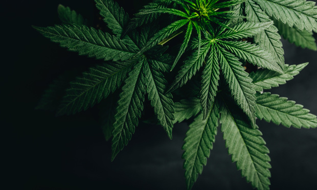 Marijuana