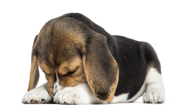 dog shame hide sad