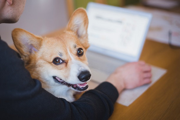 closeup of person sitting at laptop with corgi in their lap looking at camera