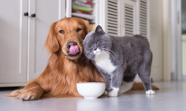dog cat