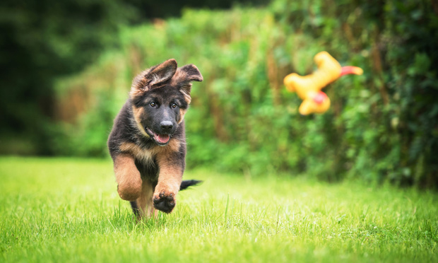 Happy,German,Shepherd,Puppy,Playing,With,A,Toy