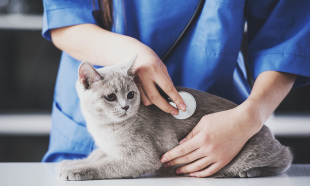Veterinarian Examining Cat