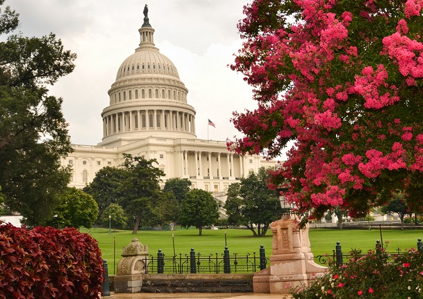 red flowering trees in front of U.S. Capitol building