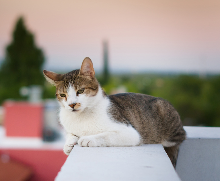 Mixed breed cat
