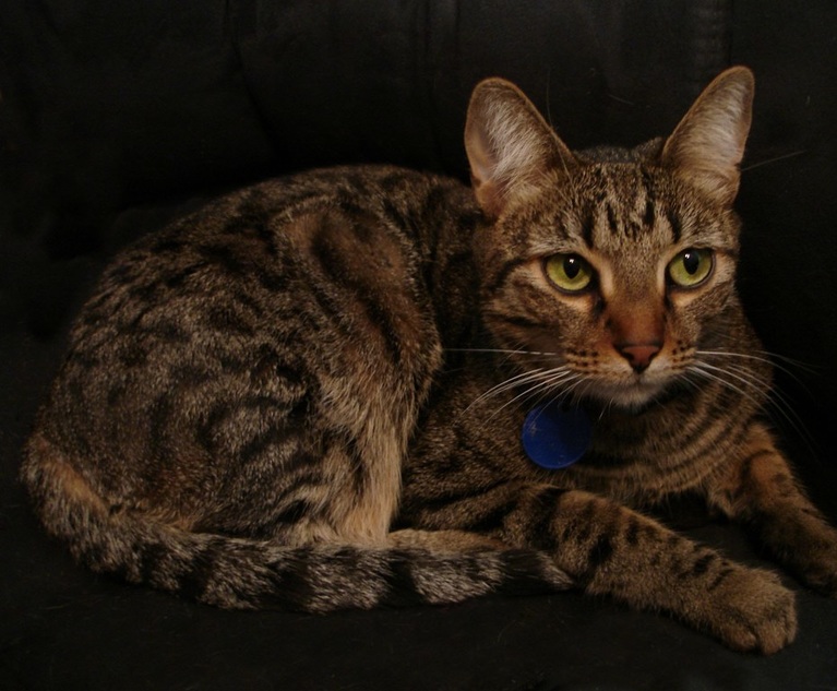 Domestic Shorthair Catg