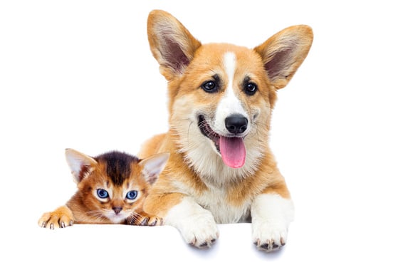 Kitten and puppy