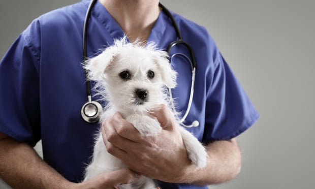 Veterinarian holding white dog