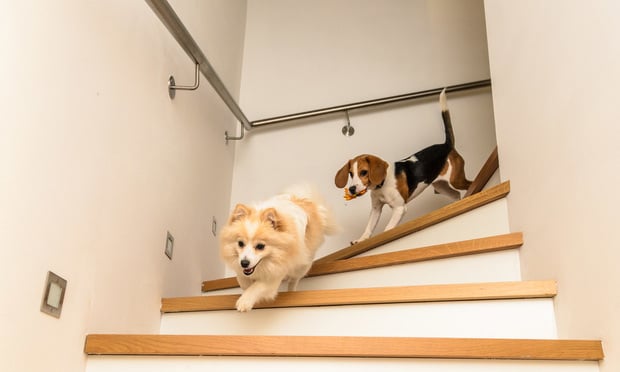 Puppies on stairs