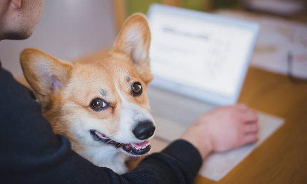 Dog in lap