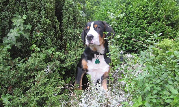 01. Greater Swiss mountain dog