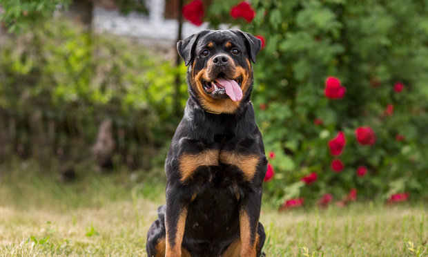 Rottweiler dog