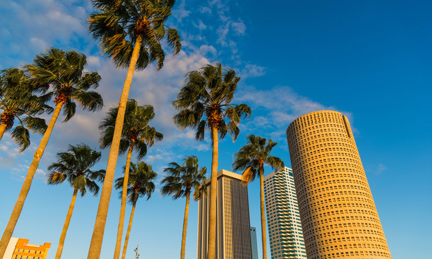 Palm trees Tampa