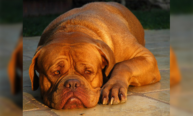 03. Dogue de Bordeaux