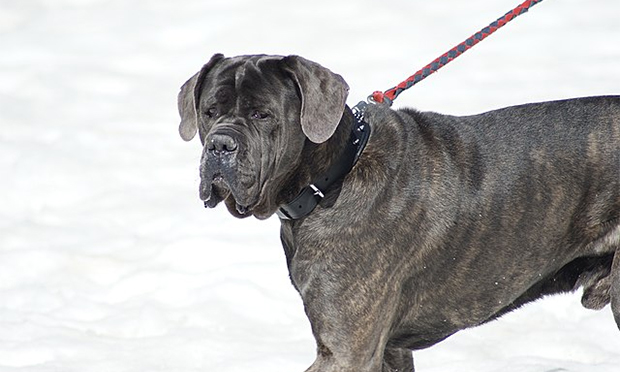 04. Cane corso