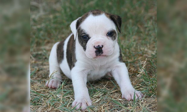 05. American bulldog