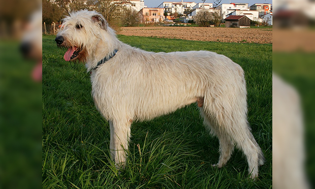 06. Irish wolfdog