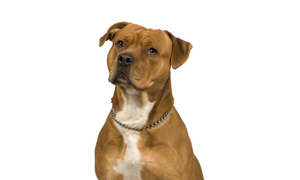 American Staffordshire terrier (2 years)