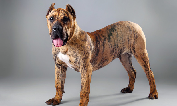 Perro de Presa Canario