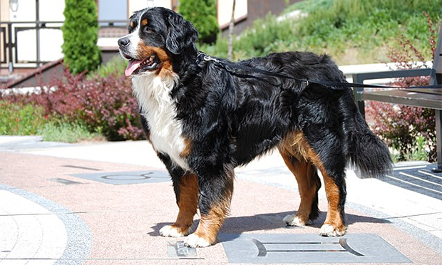 09. Bernese mountain
