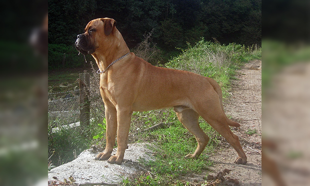 10. bullmastiff