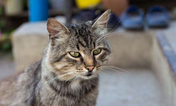10. Domestic medium hair