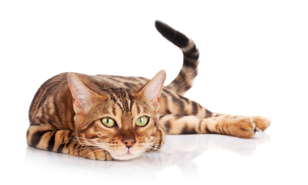 2. Bengal