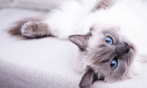 5. Ragdoll