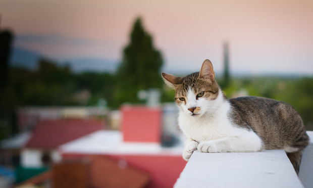 Mixed breed cat