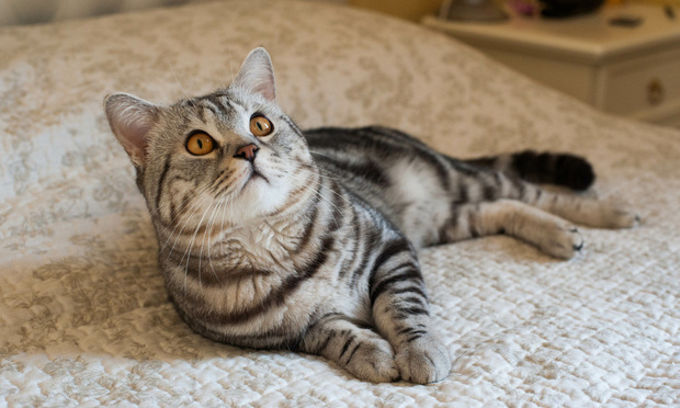 7. American Shorthair