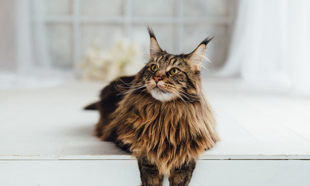 8. Maine Coon