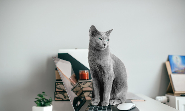 9. Russian Blue