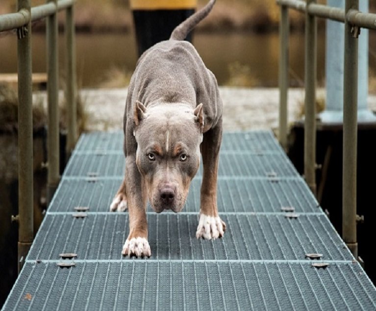 02_Pit bull_Shutterstock